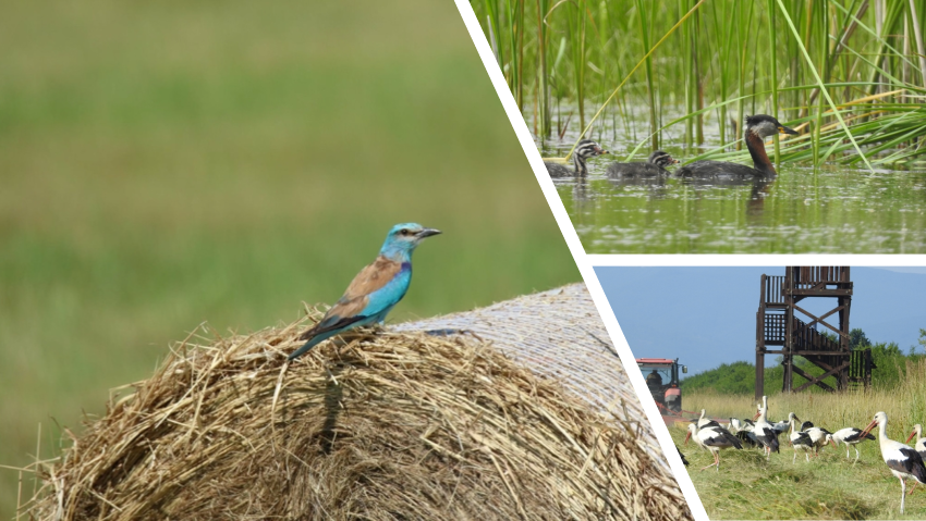 Obnova biotopov na lúke Ostrovik