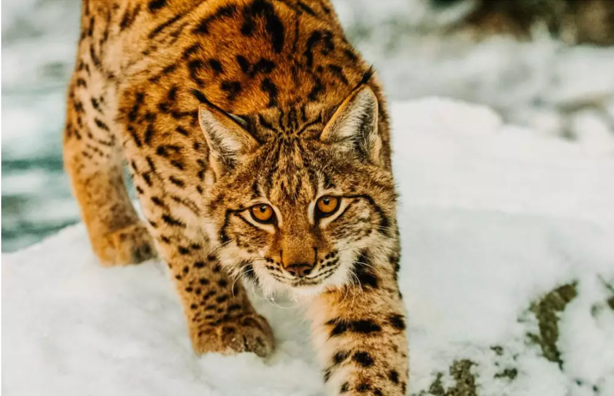 WWF Prepojena krajina